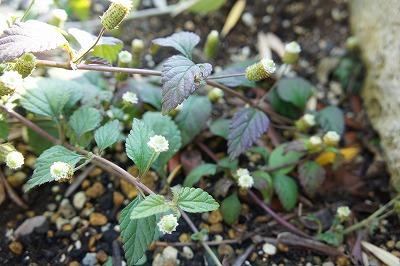 20111102-犬たち 842.jpg